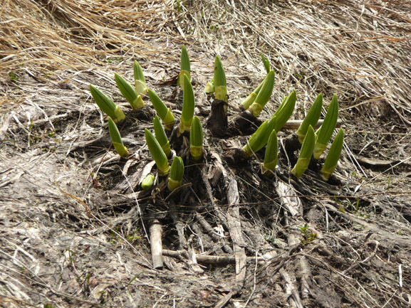 Veratrum album / Veratro comune